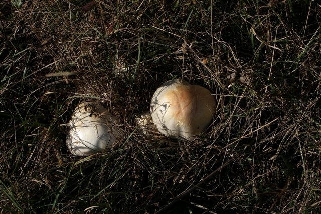 Agaricus praeclaresquamosus?